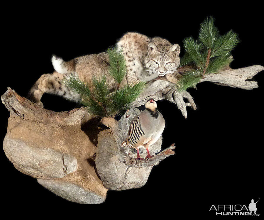 Bobcat Full Mount Taxidermy