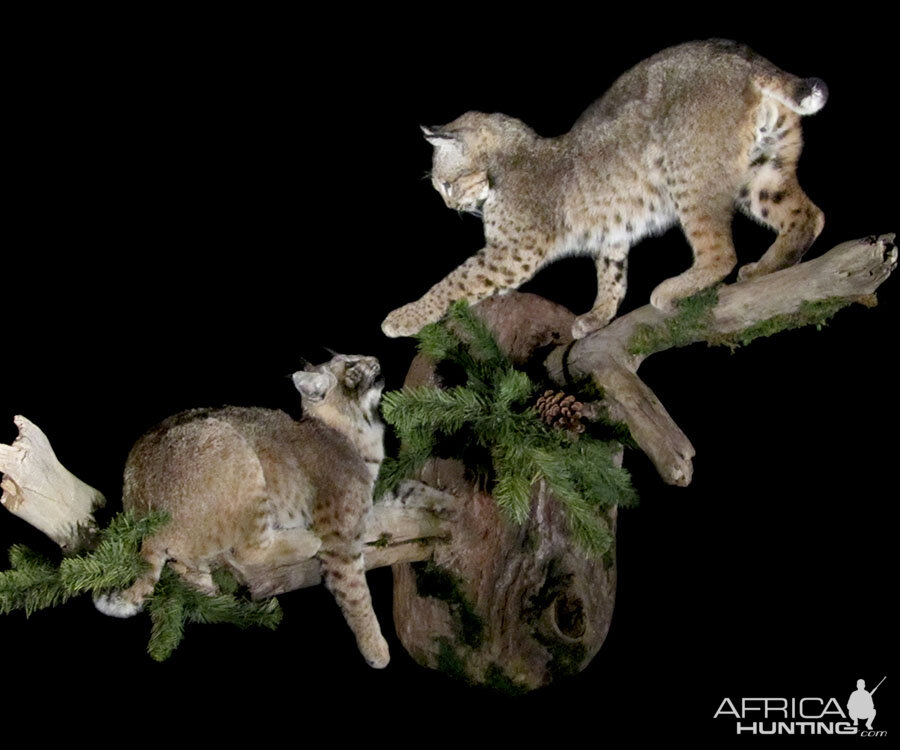 Bobcat Full Mount Taxidermy