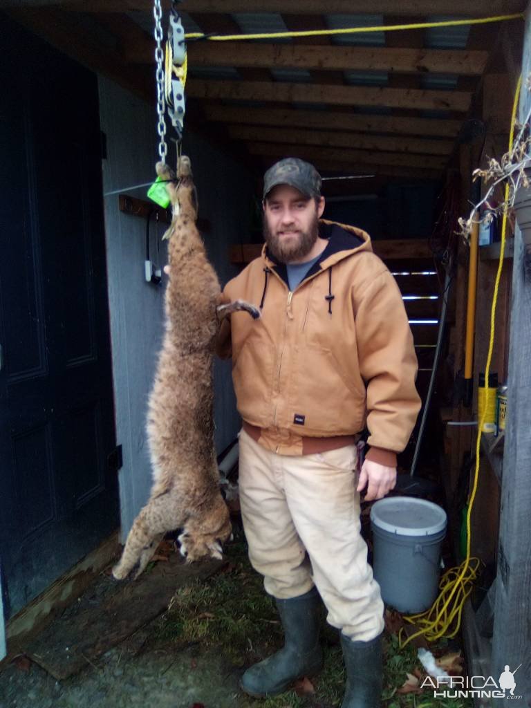 Bobcat Hunt Pennsylvania