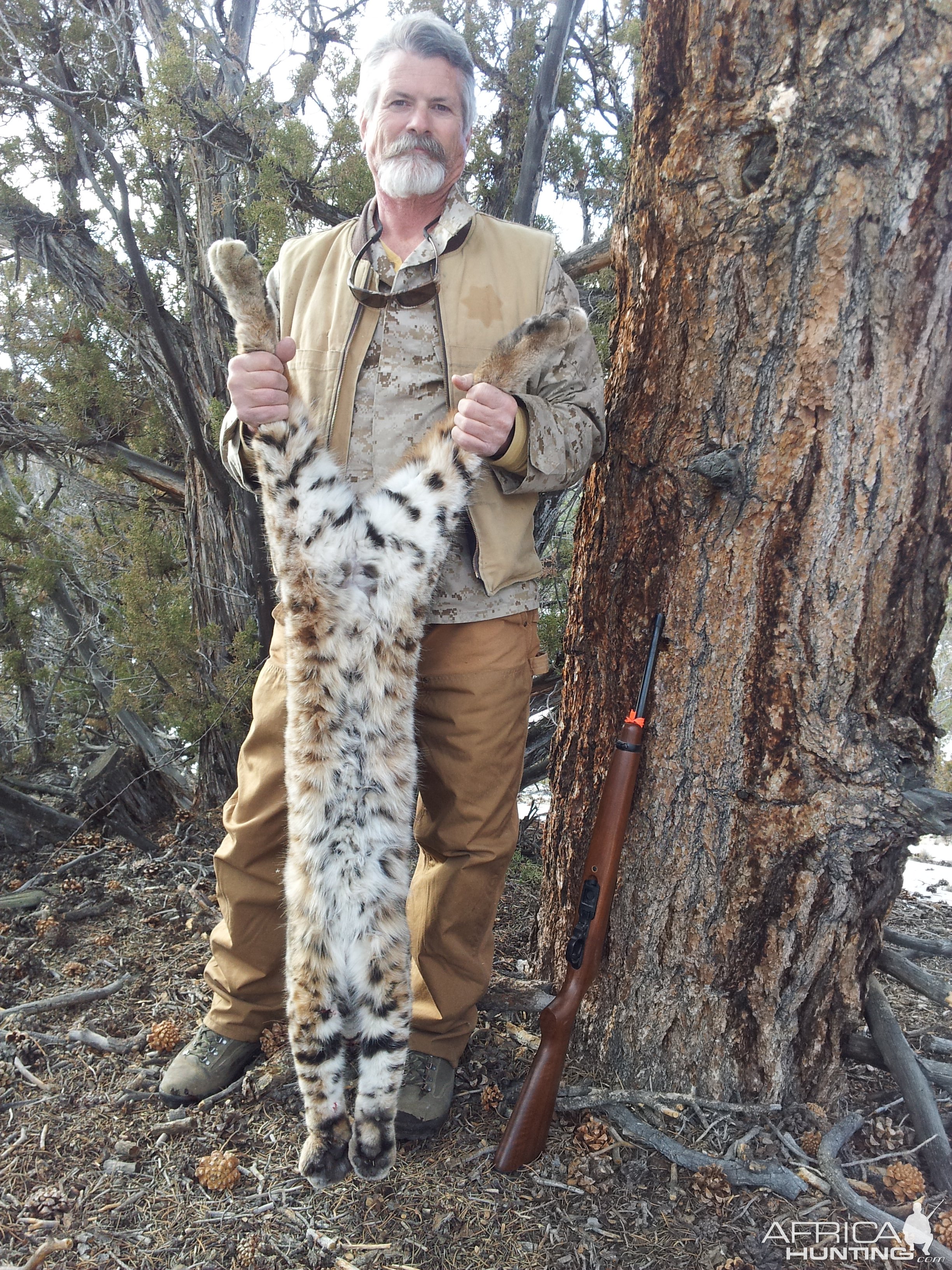 Bobcat Hunting