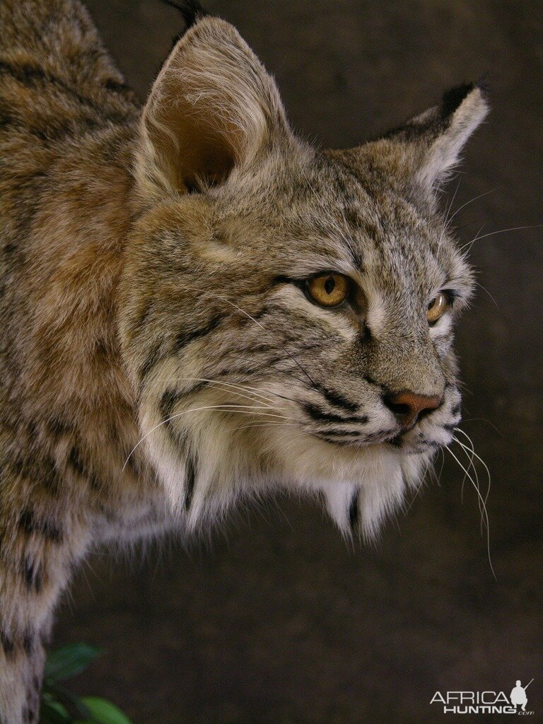 Bobcat Mount Taxidermy