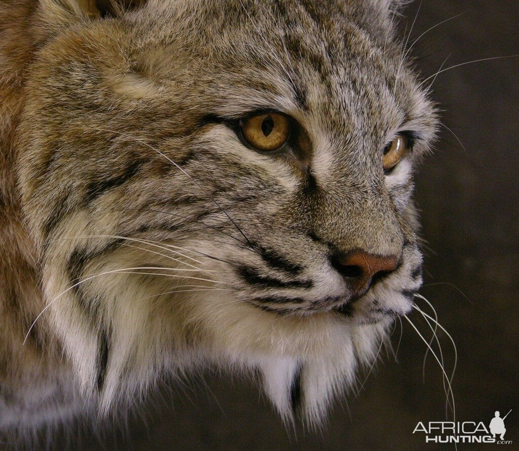 Bobcat Mount Taxidermy