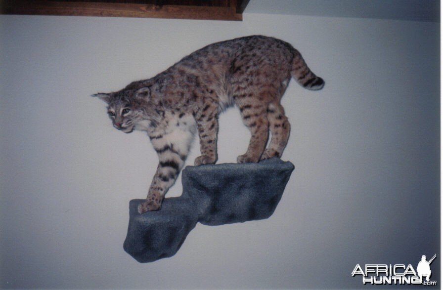 Bobcat mount