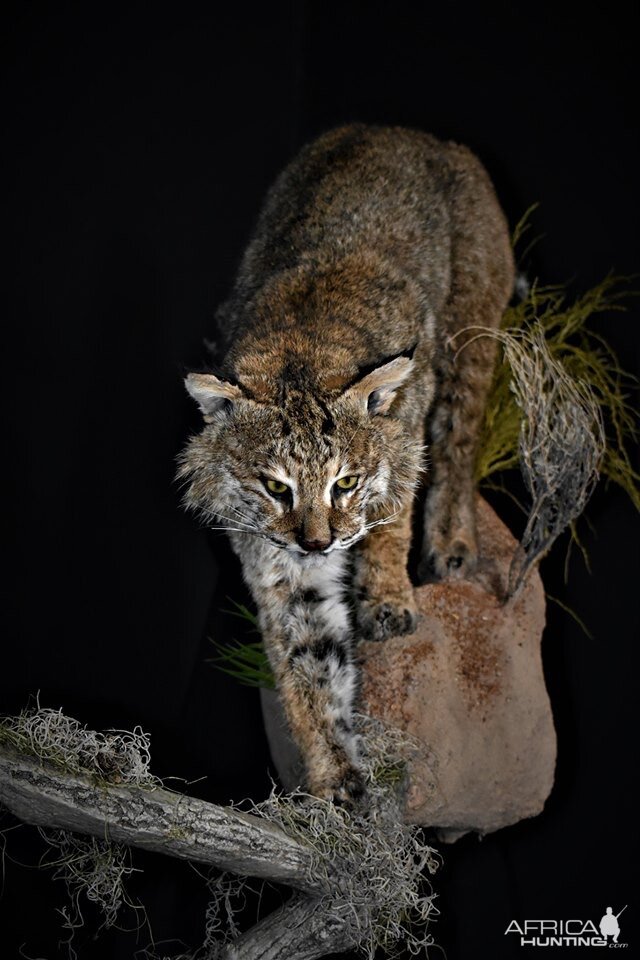 Bobcat on the prowl Full Mount Taxidermy