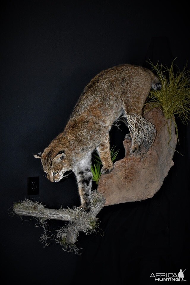 Bobcat on the prowl Full Mount Taxidermy