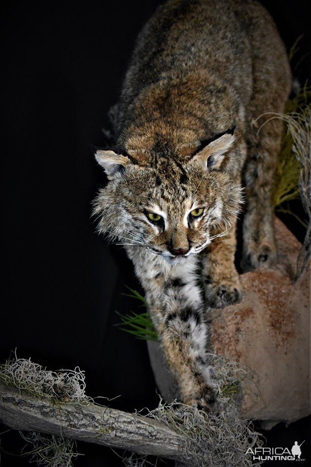 Bobcat on the prowl Full Mount Taxidermy