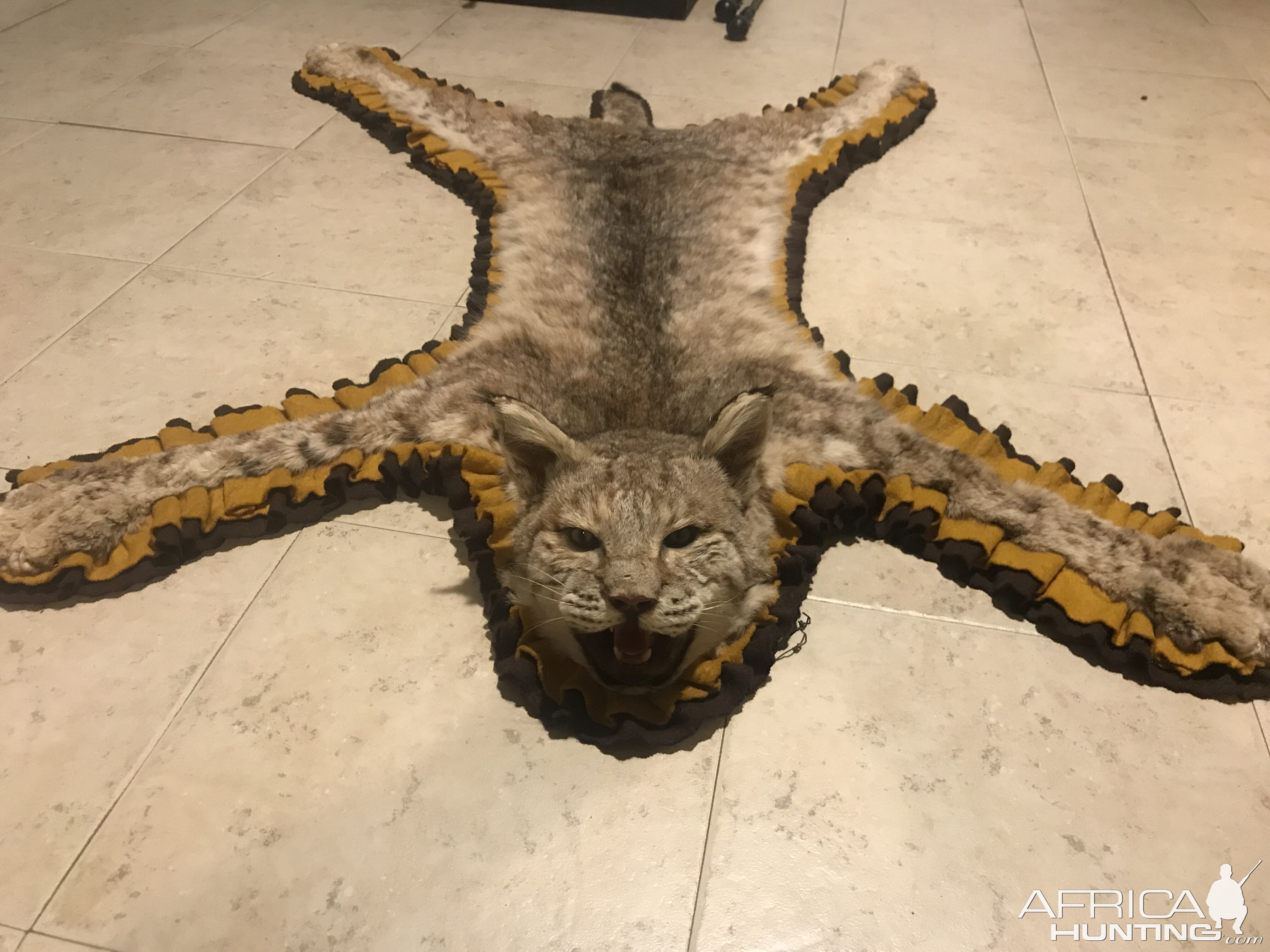 Bobcat Rug Taxidermy