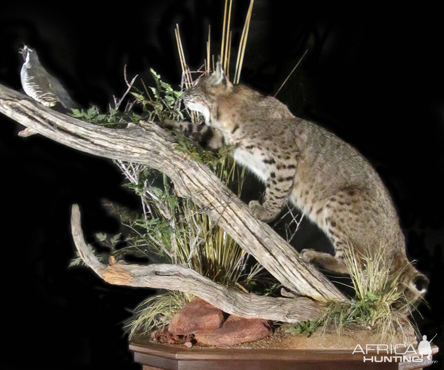 Bobcat stalking Full Mount Taxidermy