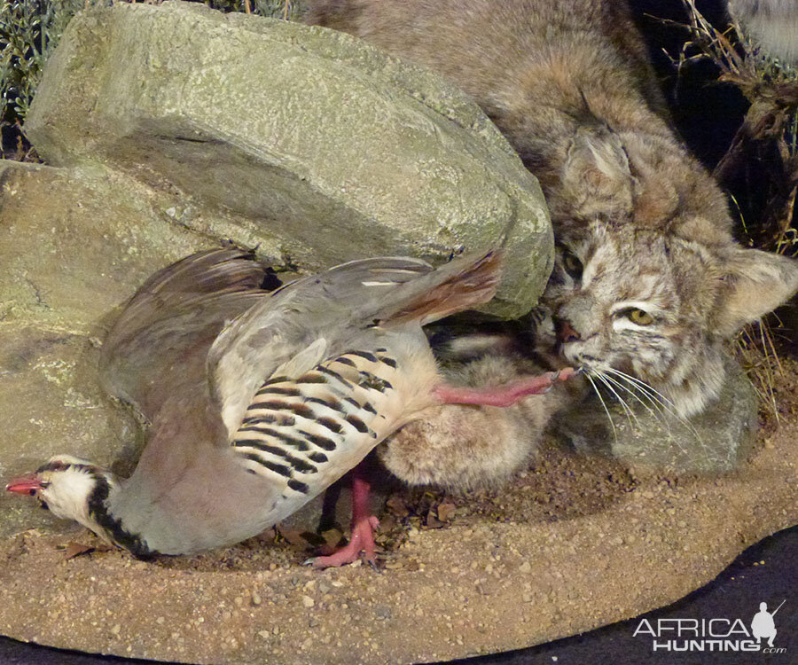 Bobcat stalking Full Mount Taxidermy