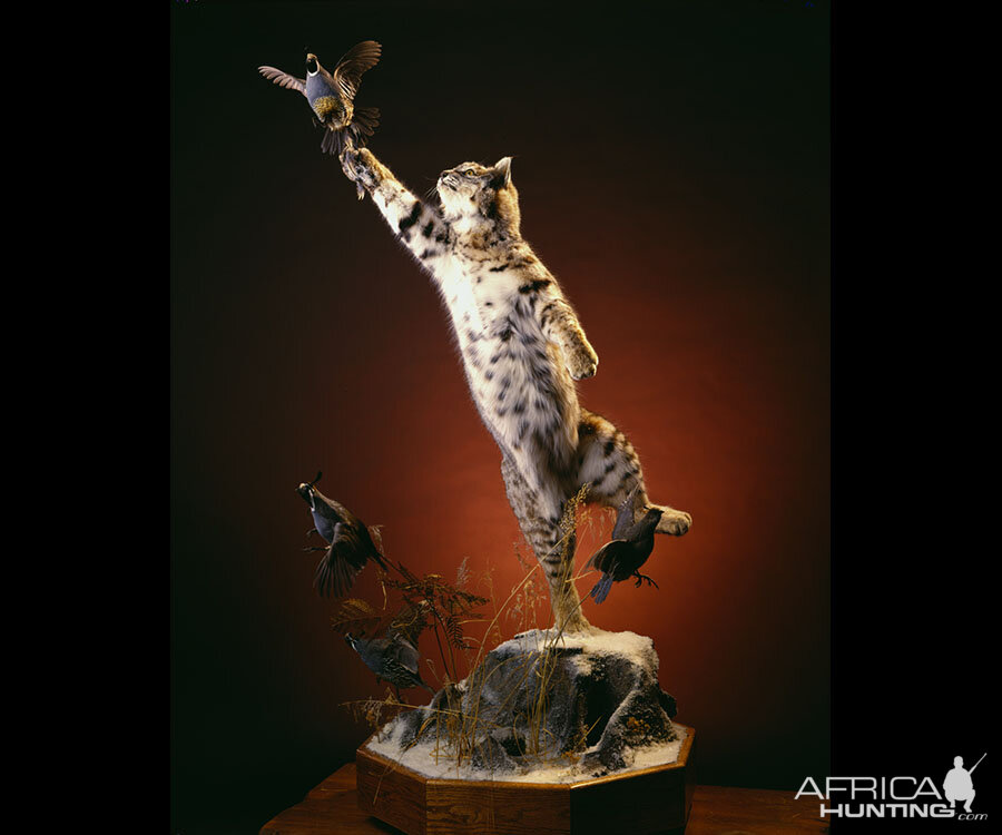 Bobcat swatting bird Full Mount Taxidermy