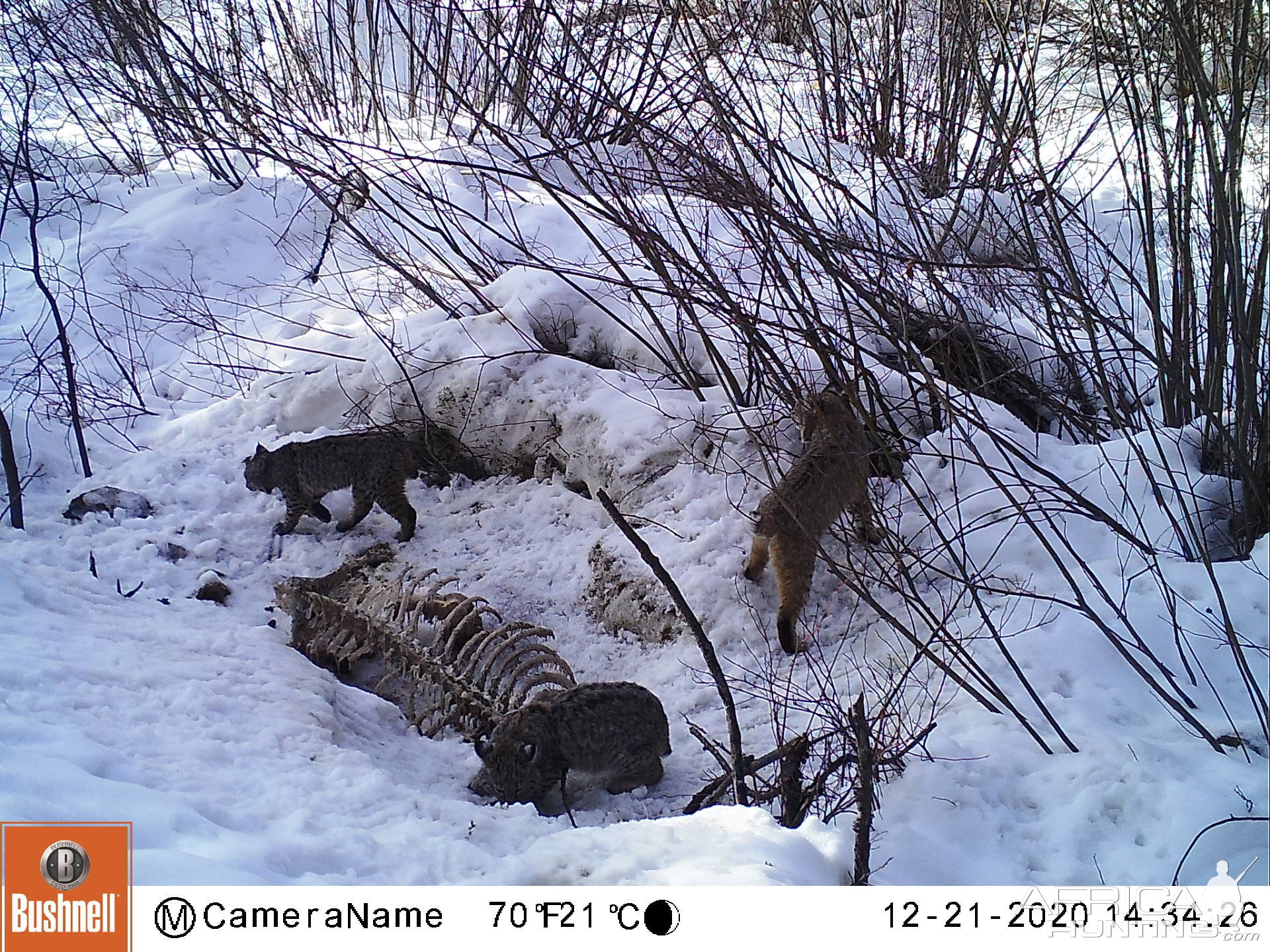 Bobcat