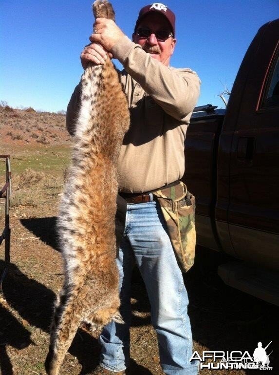 Bobcat