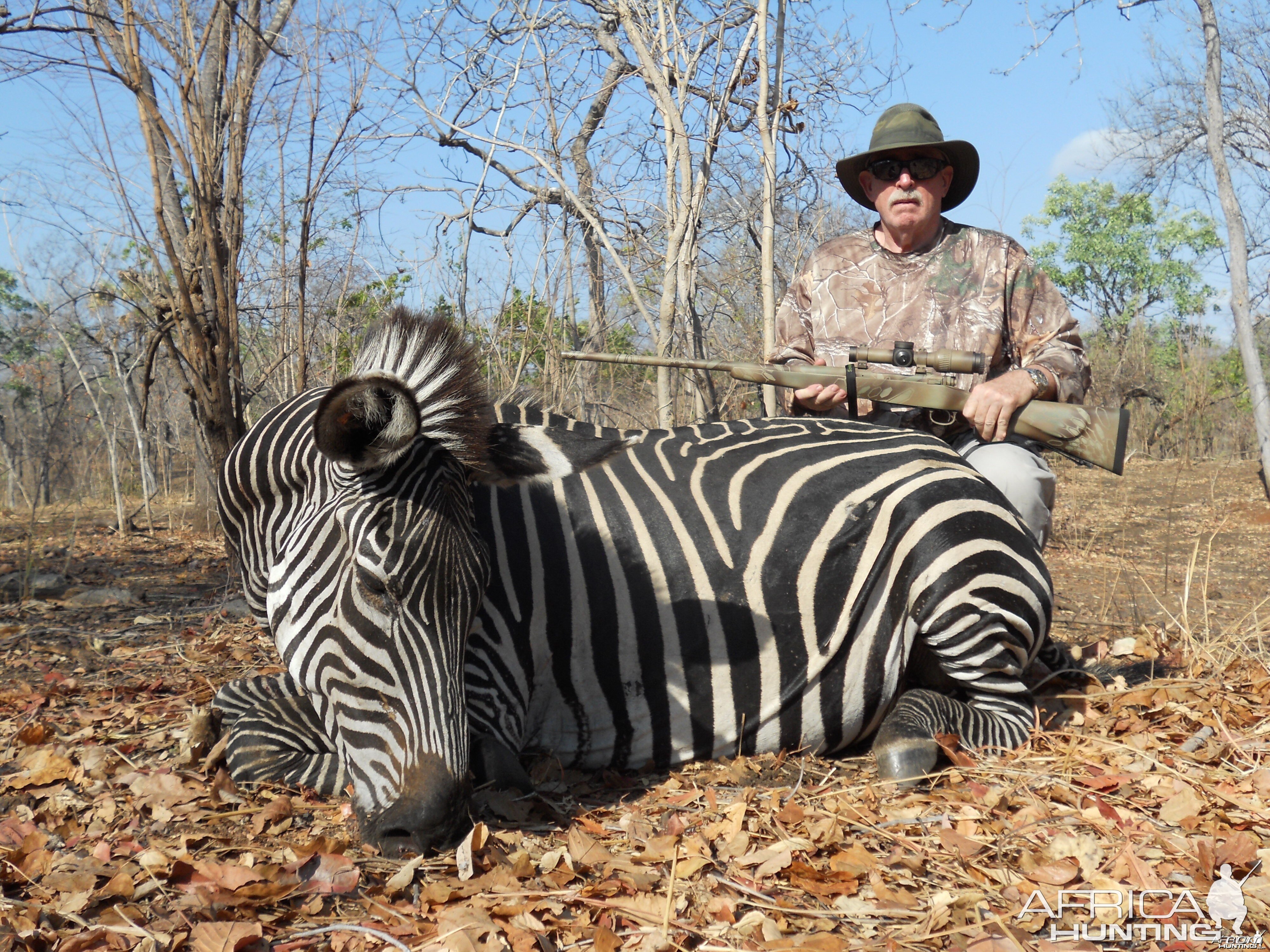 Boehm's Zebra