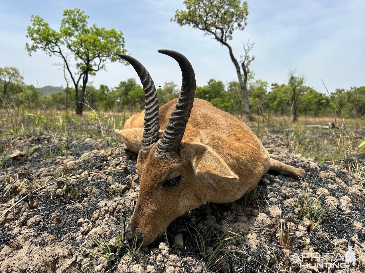 Bohor Reedbuck Hunt