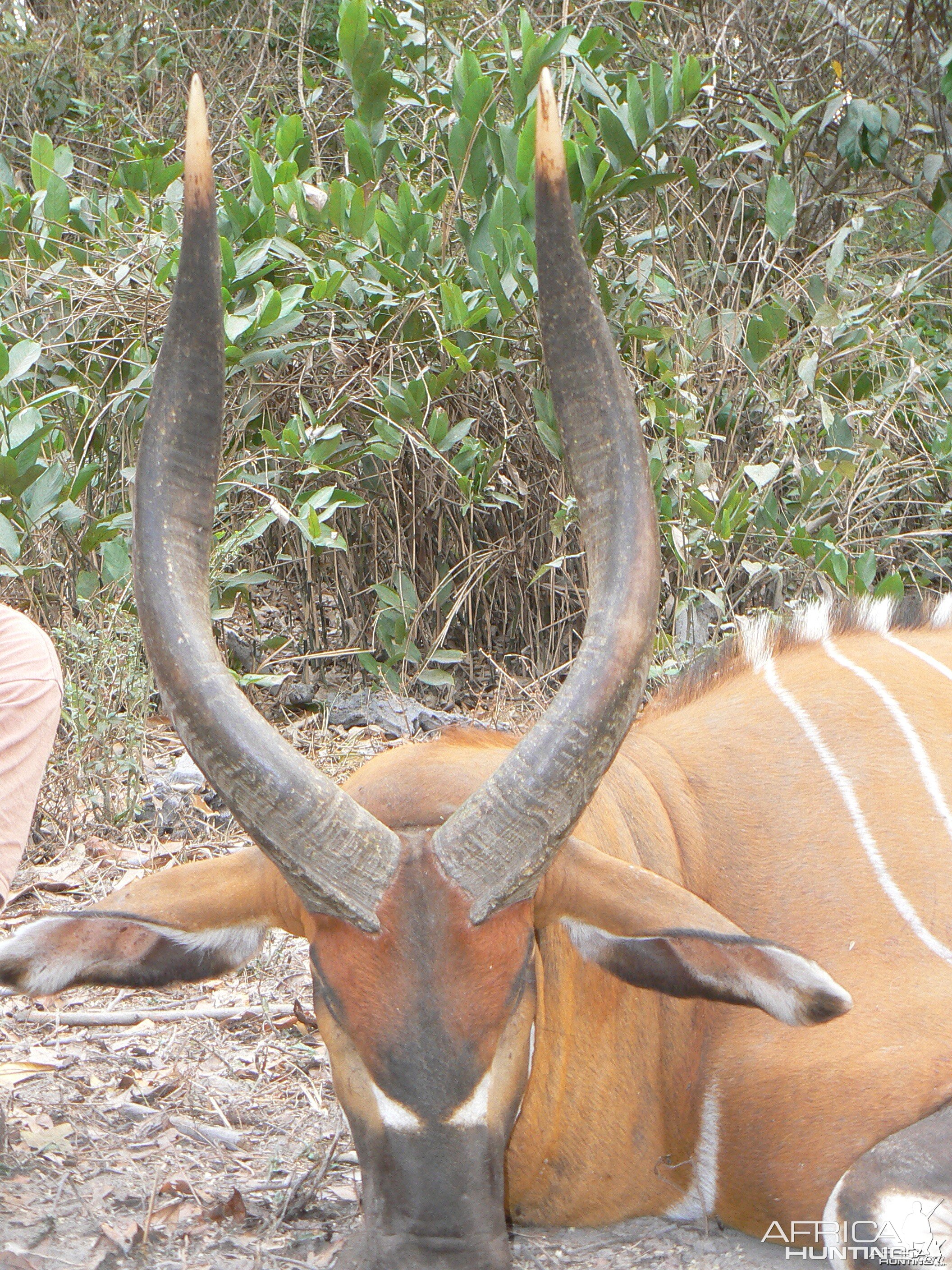 Bongo 30 1/2 inches taken in CAR