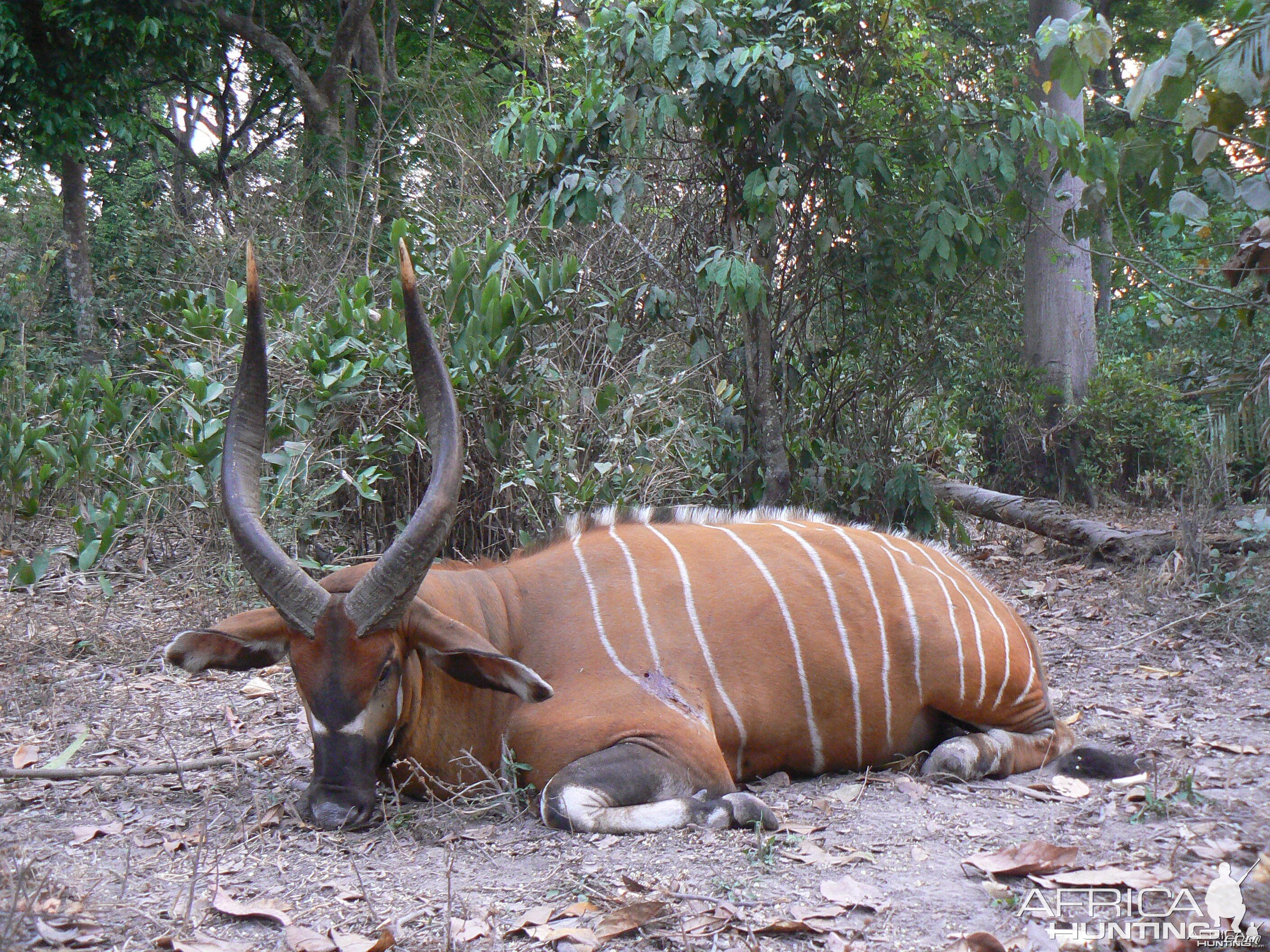 Bongo 30 1/2 inches taken in CAR