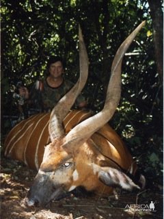 Bongo Bow Hunting Central African Republic