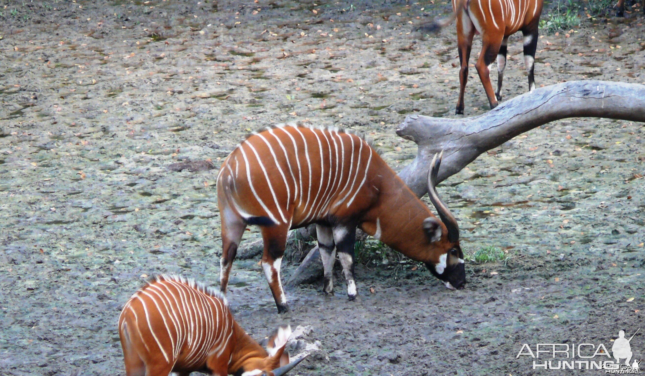 Bongo Bull in C.A.R.