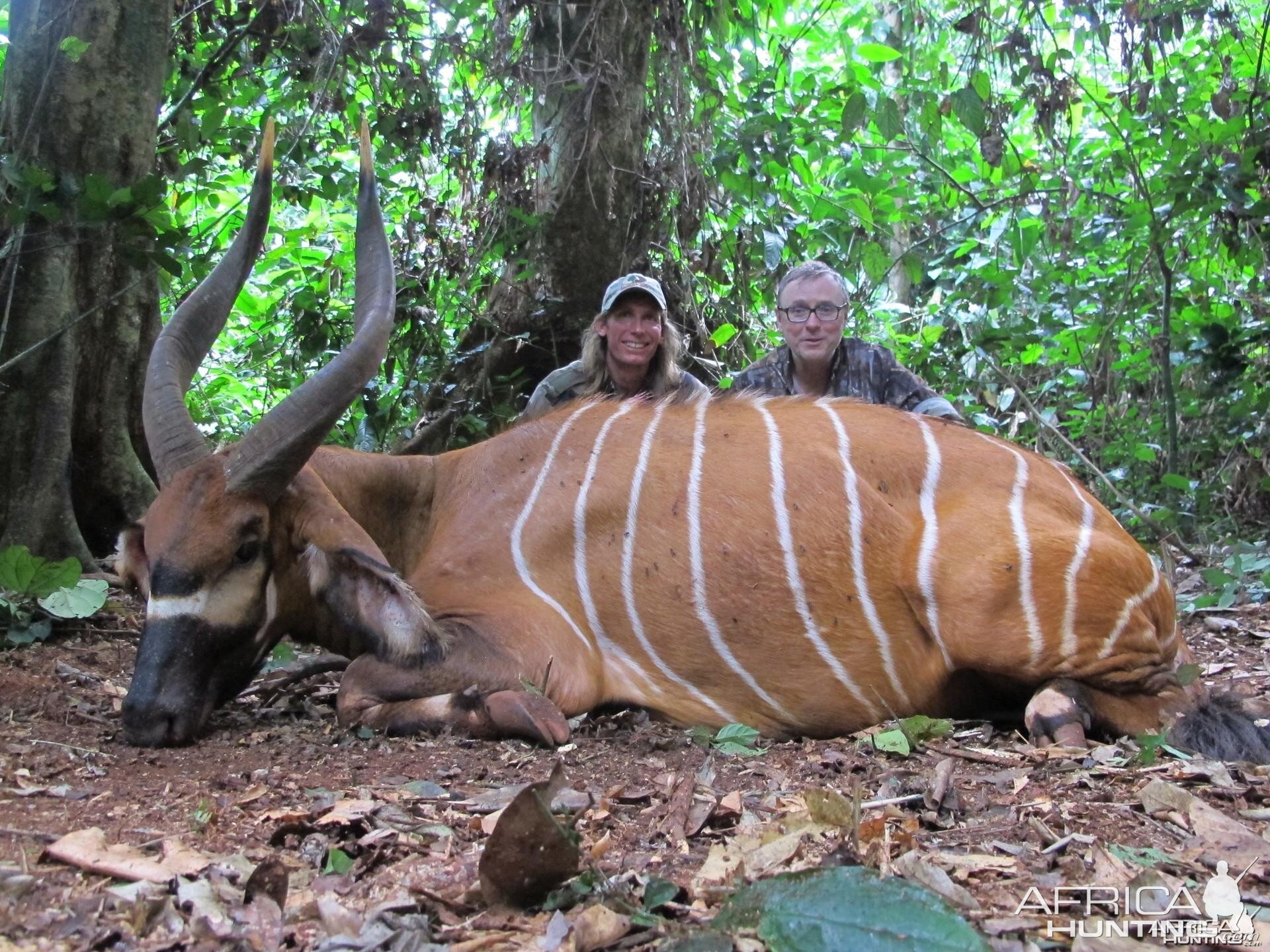 Bongo Cameroon