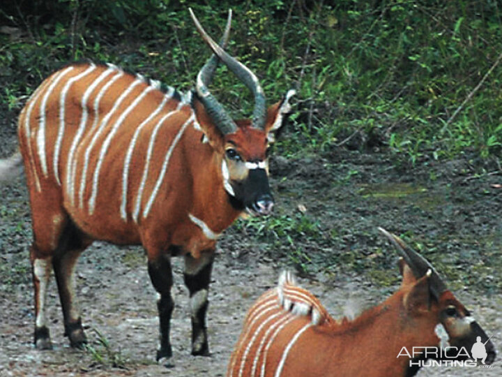 Bongo Central Africa