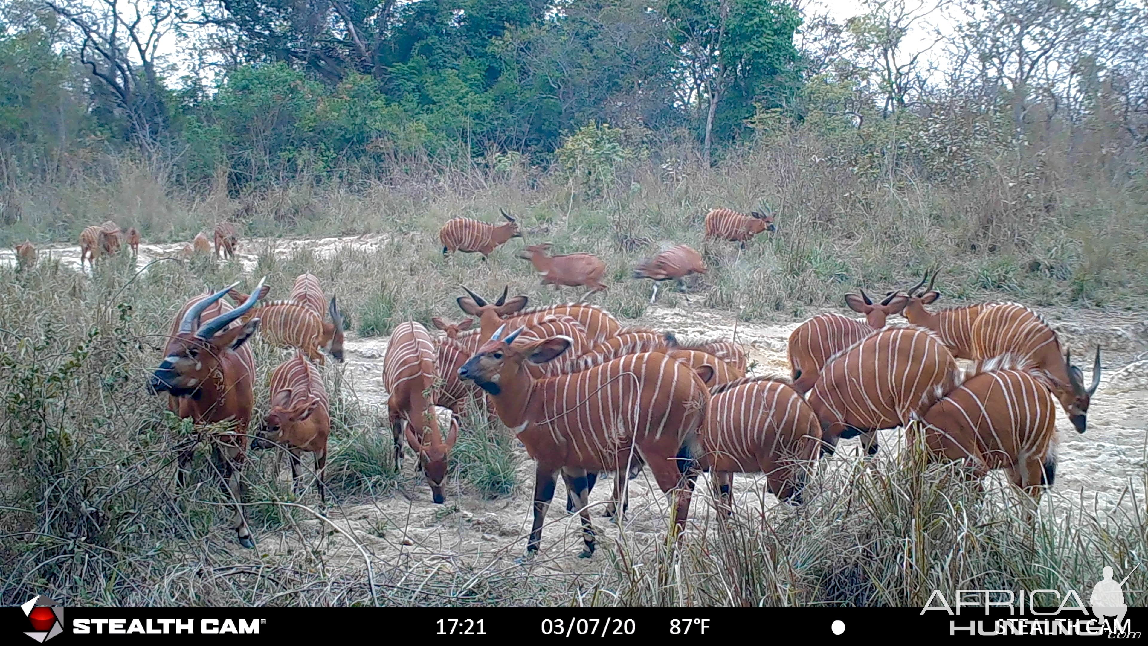 Bongo Central African Republic