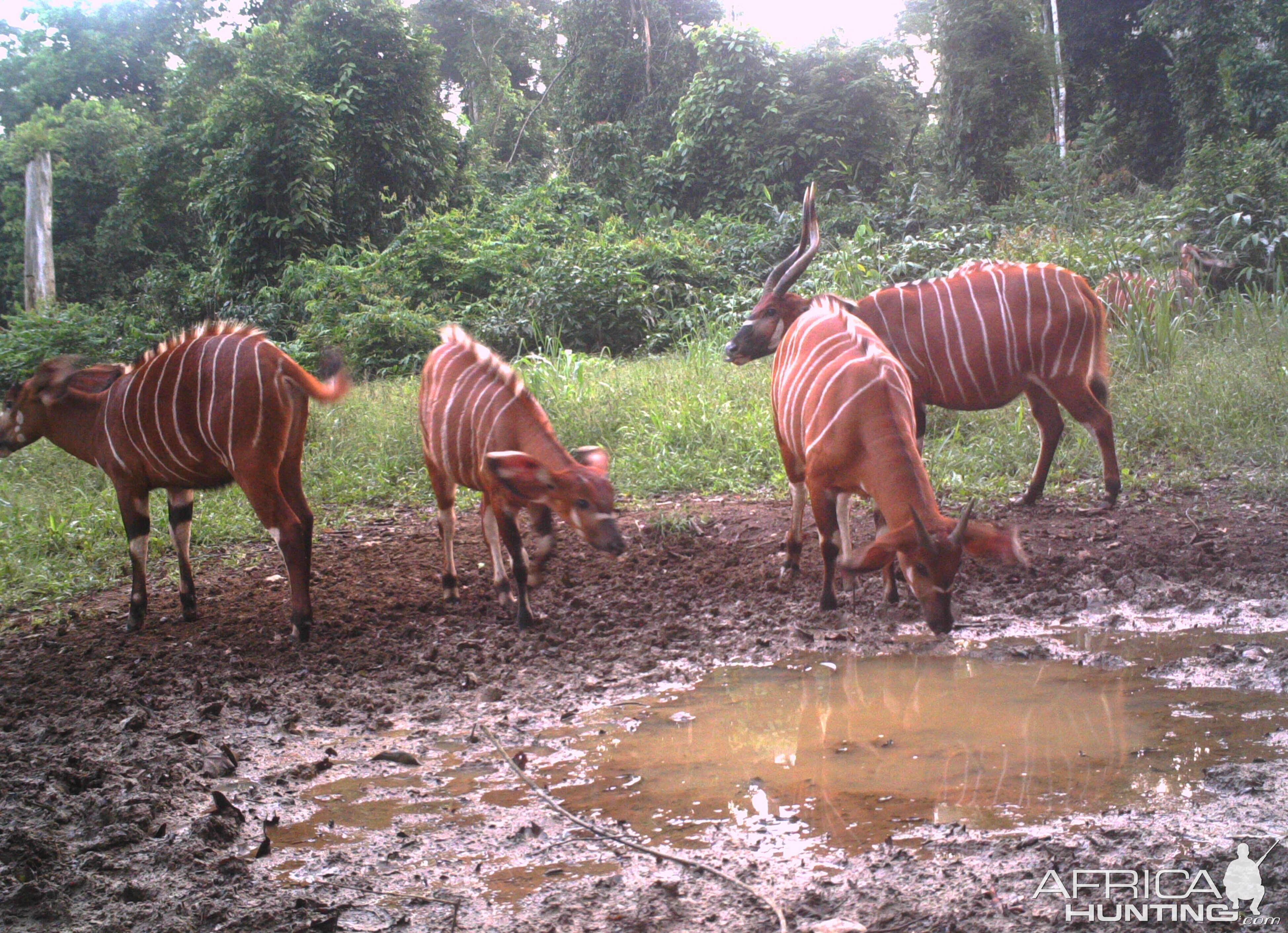 Bongo Congo Trail Cam