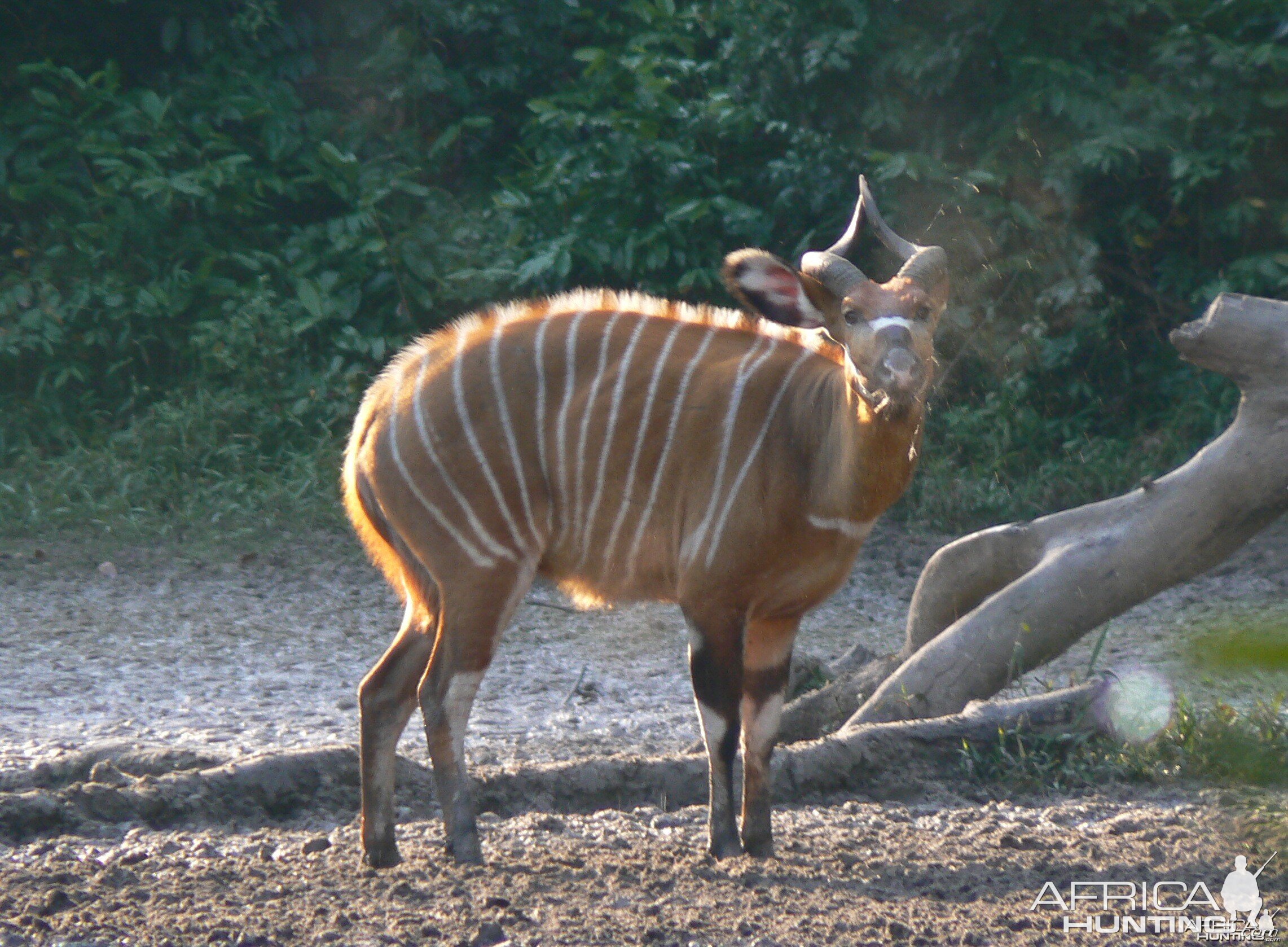 Bongo cow barking....