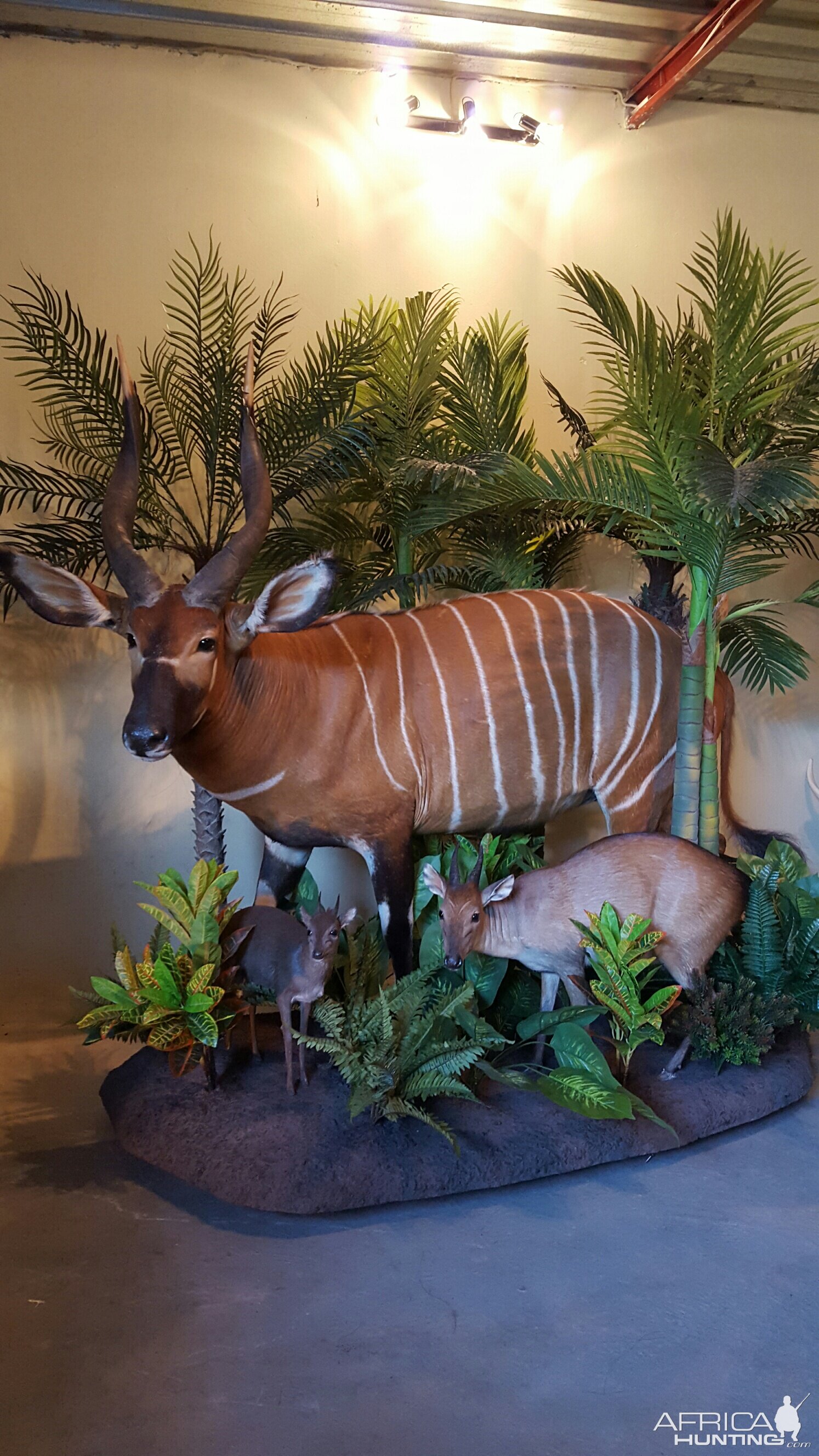 Bongo & Duiker Combo Full Mount Taxidermy