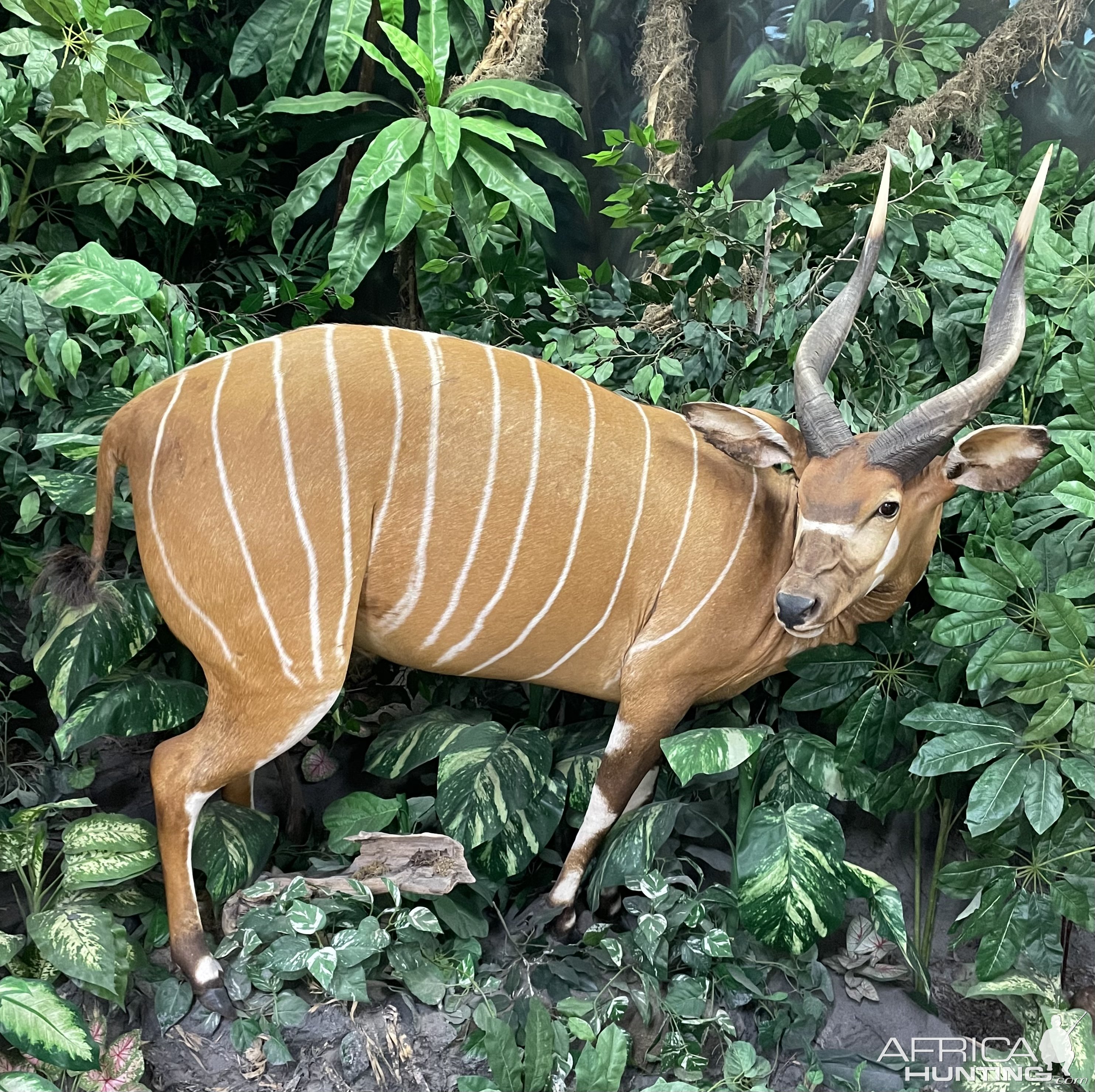 Bongo Full Mount Taxidermy