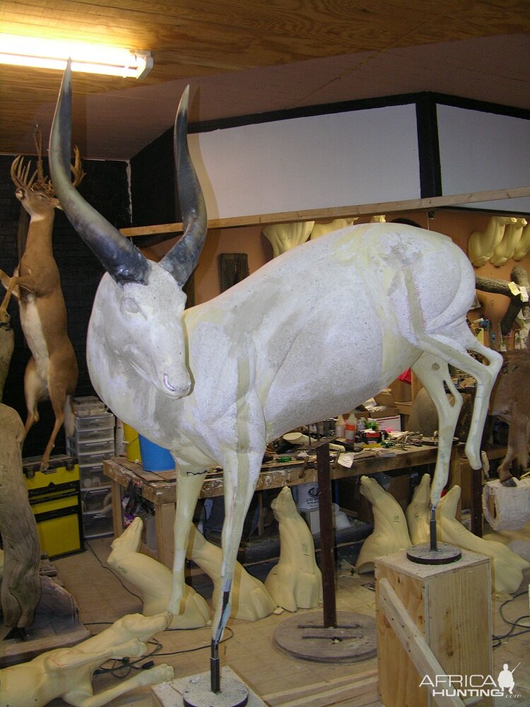 Bongo Full Mount Taxidermy