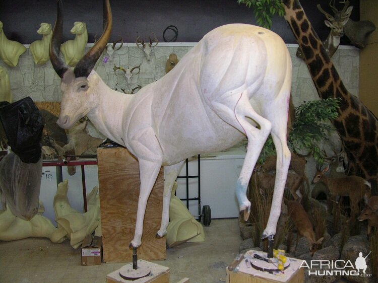 Bongo Full Mount Taxidermy