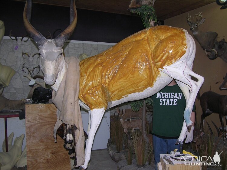 Bongo Full Mount Taxidermy