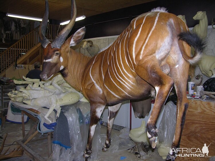 Bongo Full Mount Taxidermy