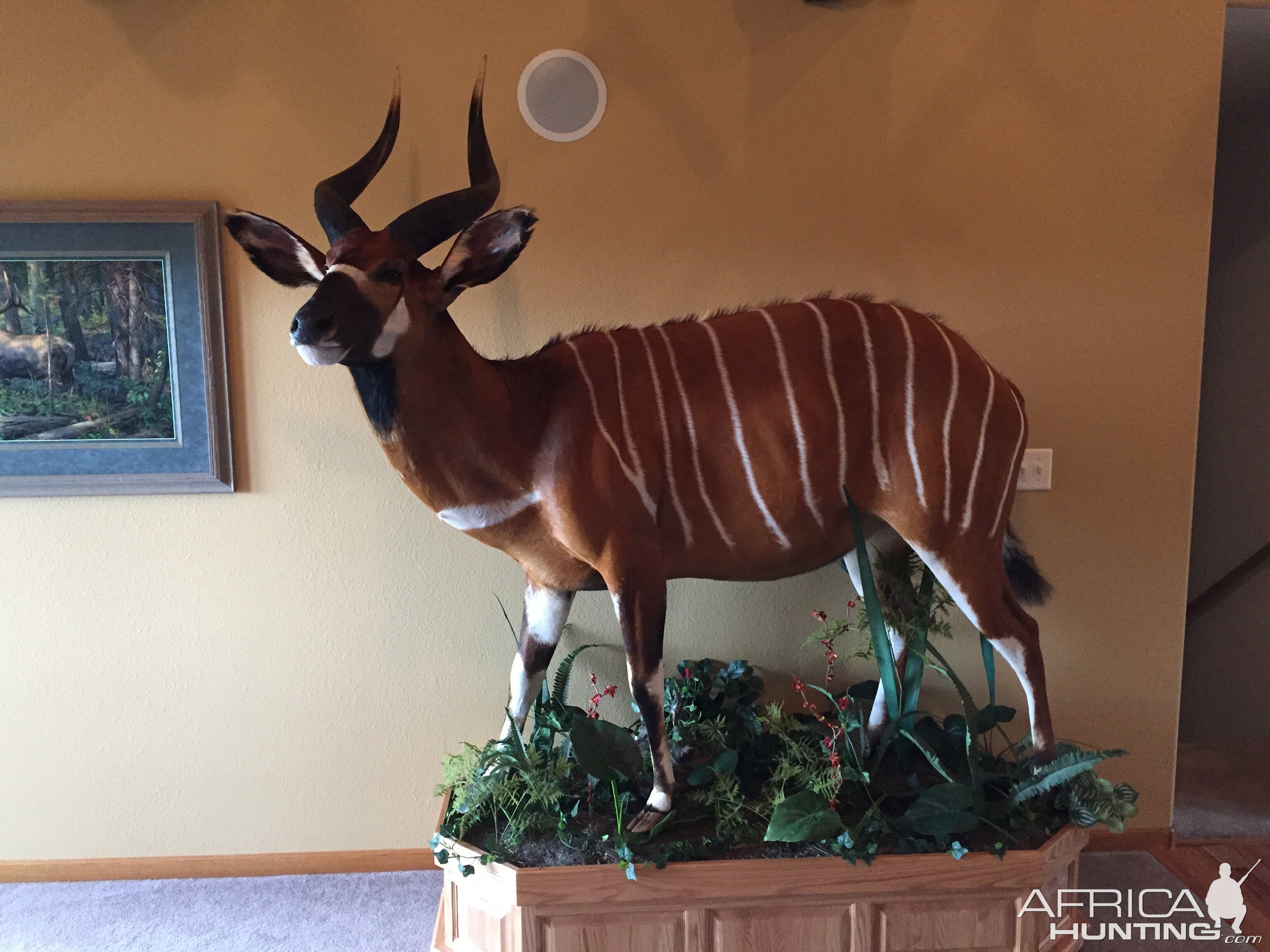 Bongo Full Mount Taxidermy