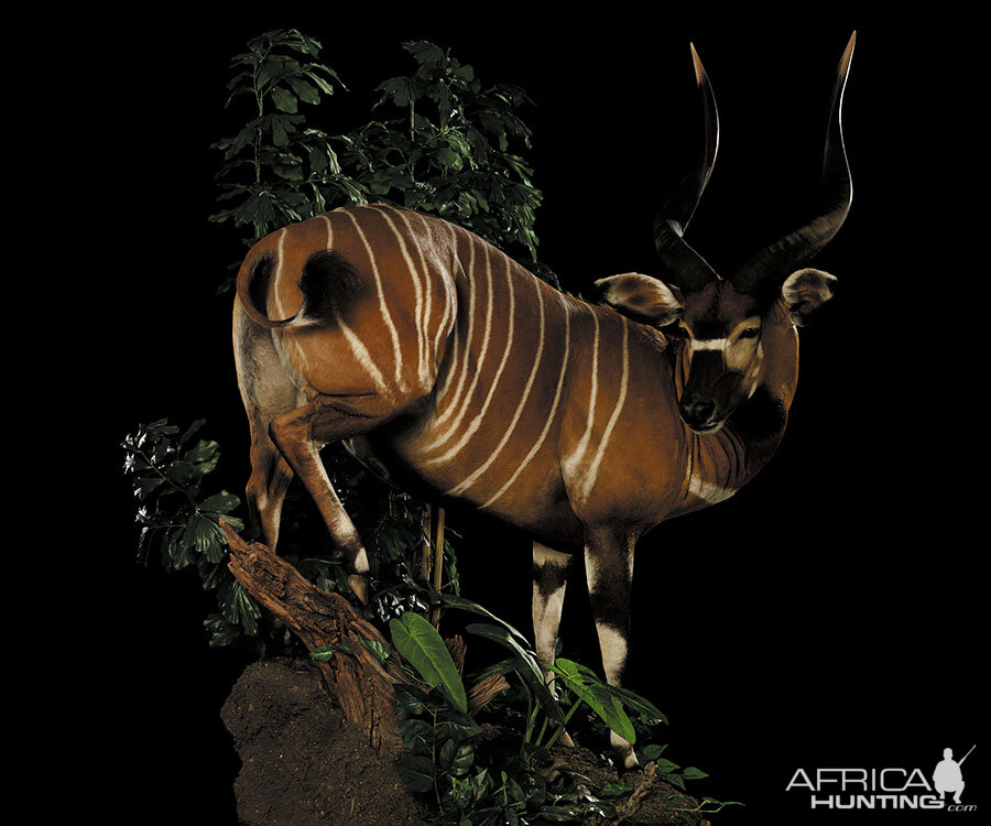 Bongo Full Mount Taxidermy