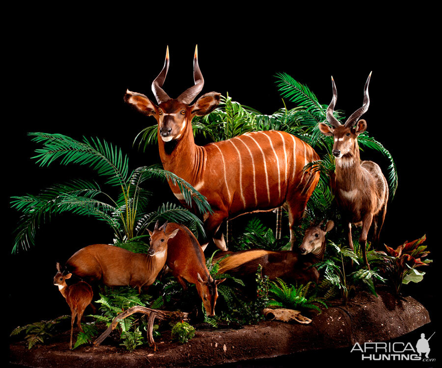 Bongo Full Mount Taxidermy