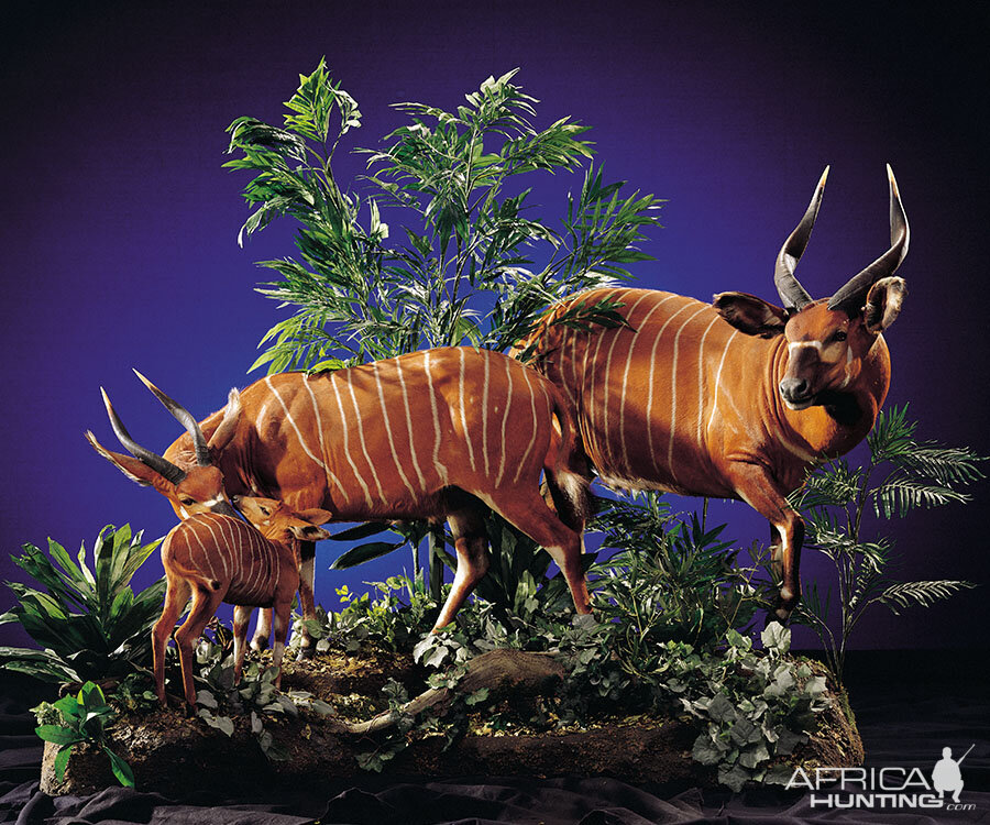 Bongo Full Mount Taxidermy