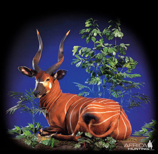 Bongo Full Mount Taxidermy