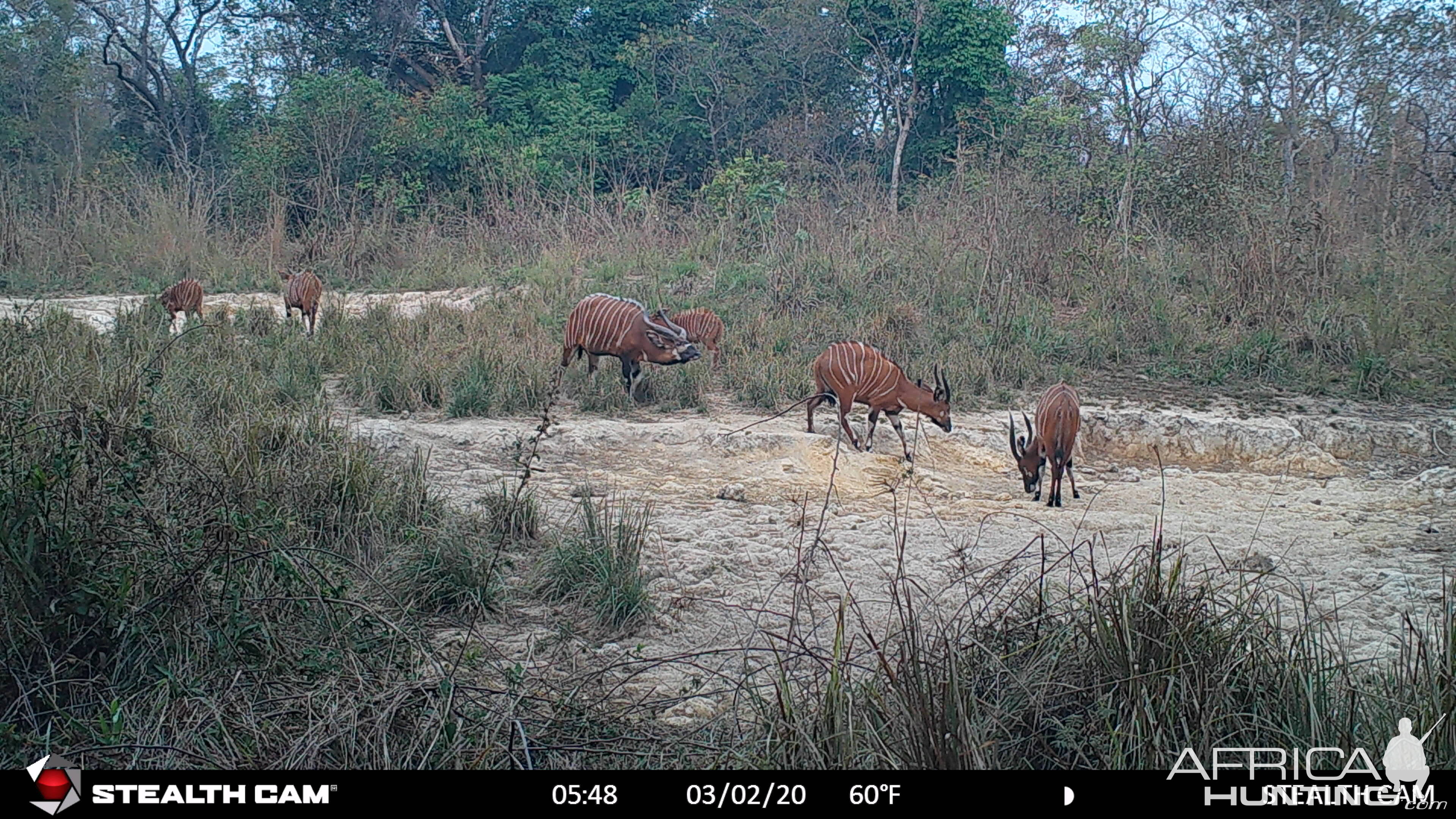 Bongo group