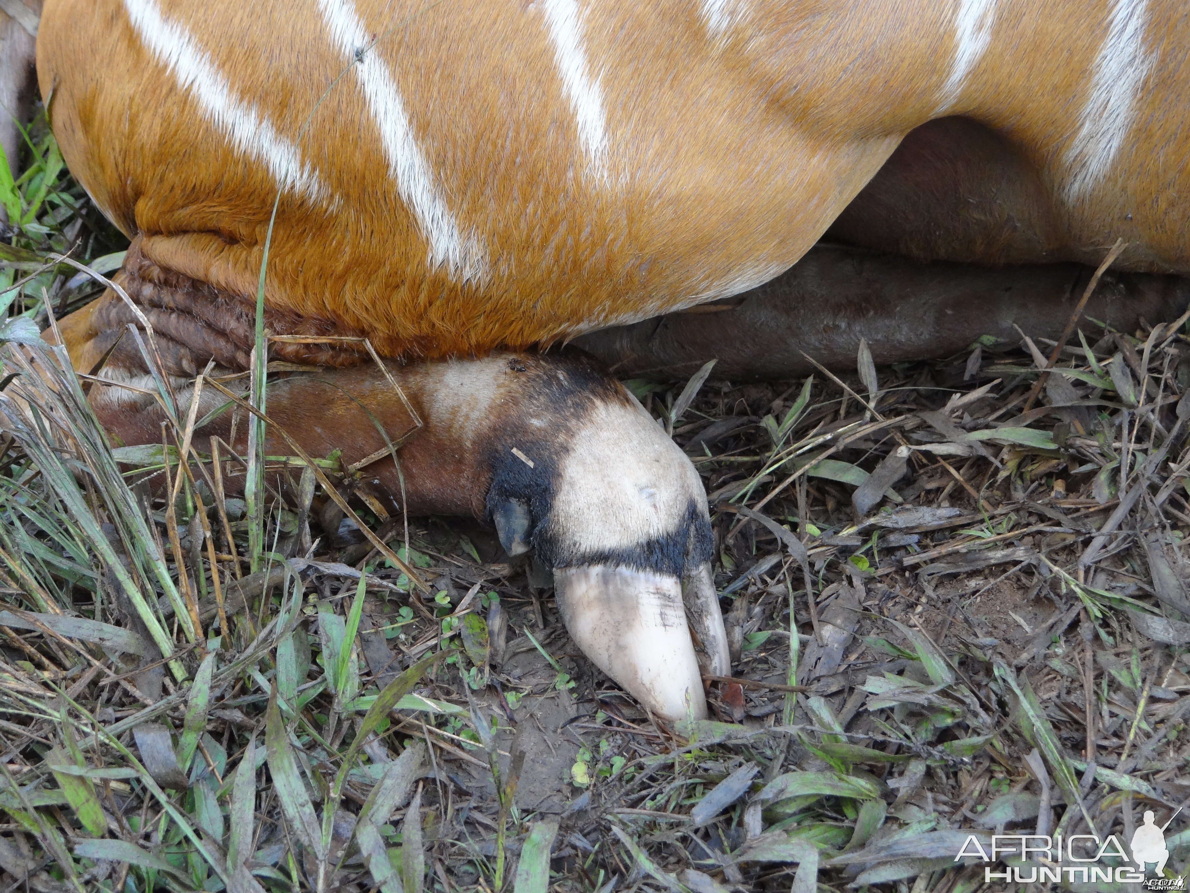 Bongo Hoof