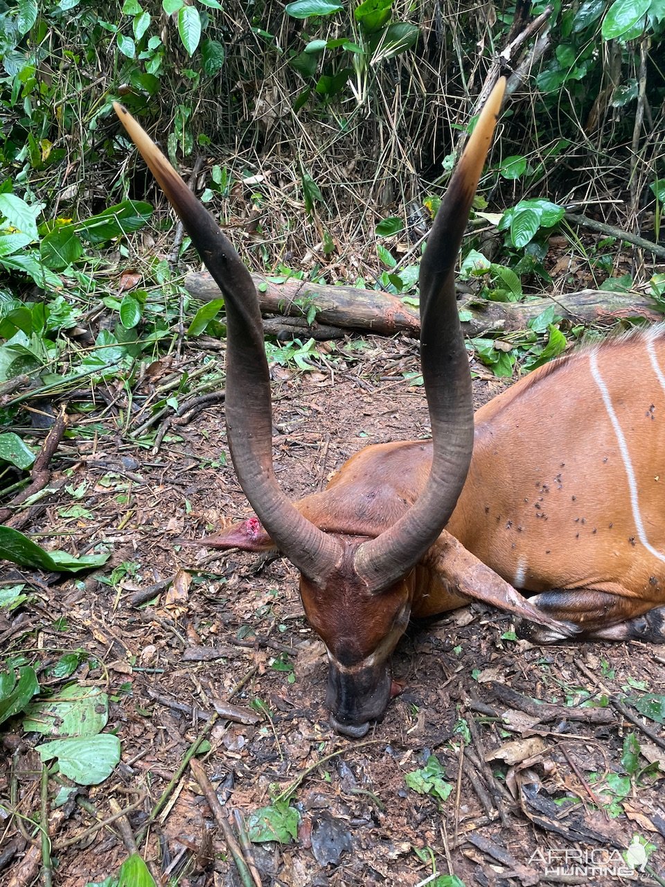 Bongo Hunt Cameroon