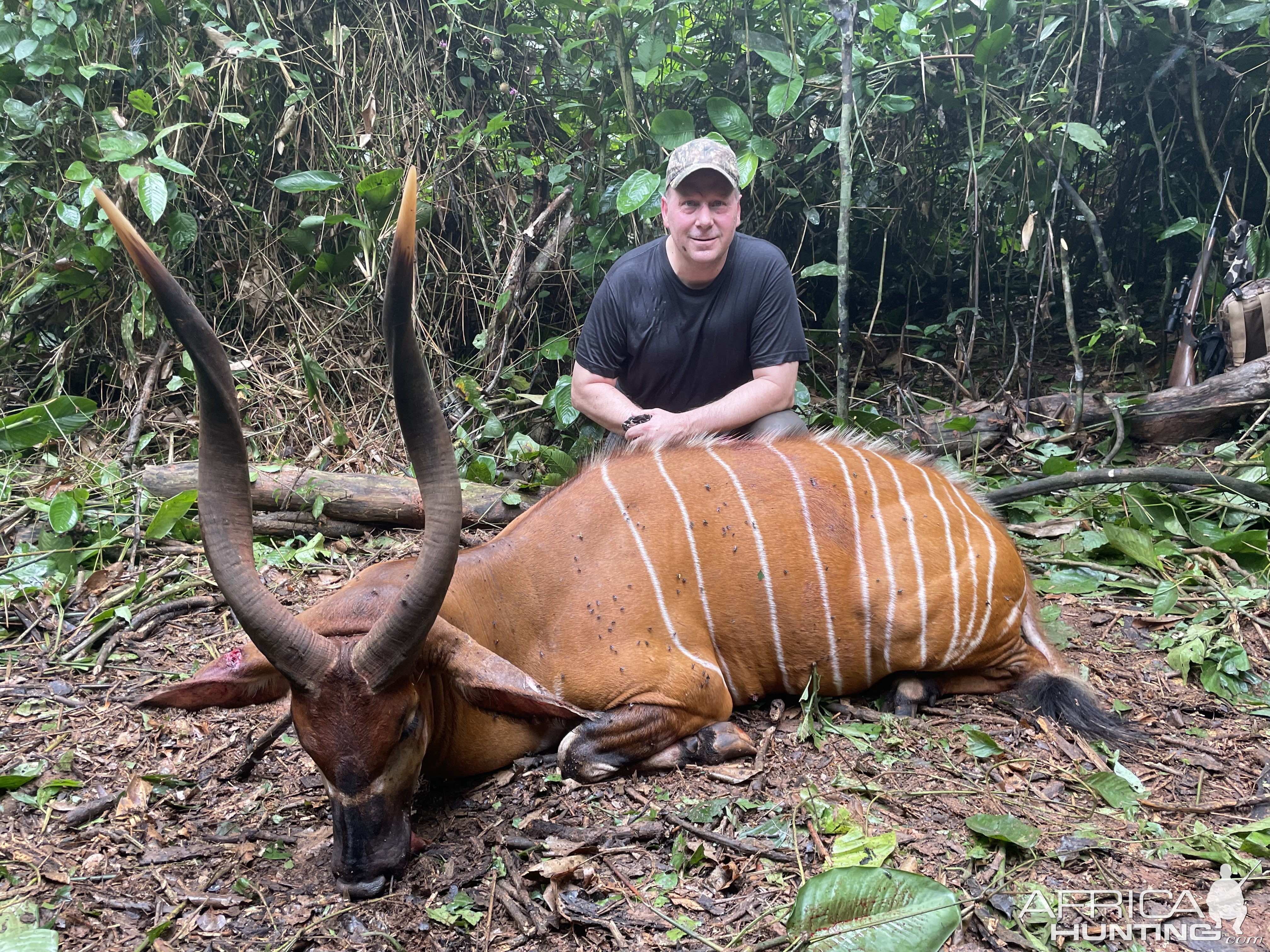 Bongo Hunt Cameroon