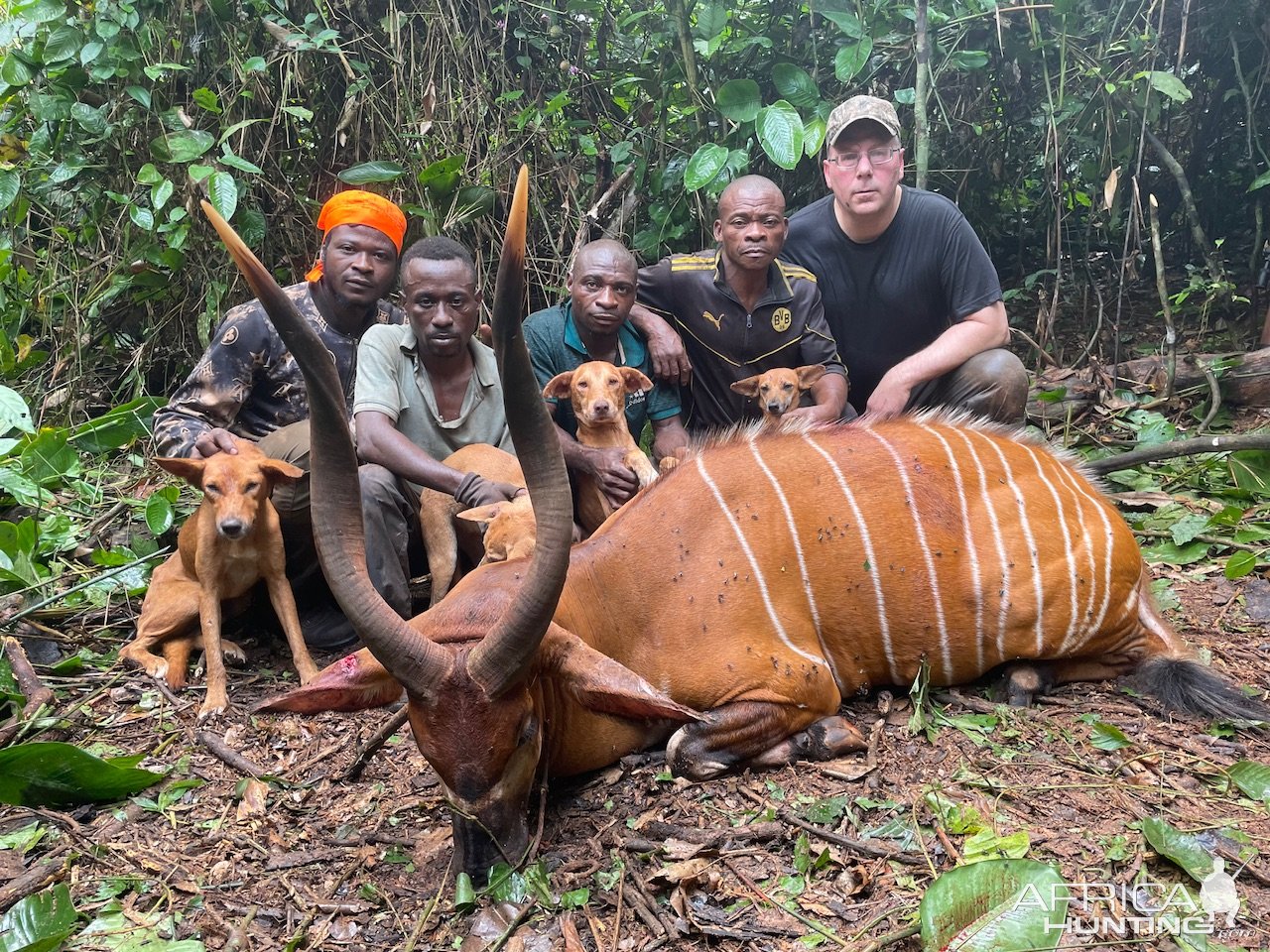 Bongo Hunt Cameroon