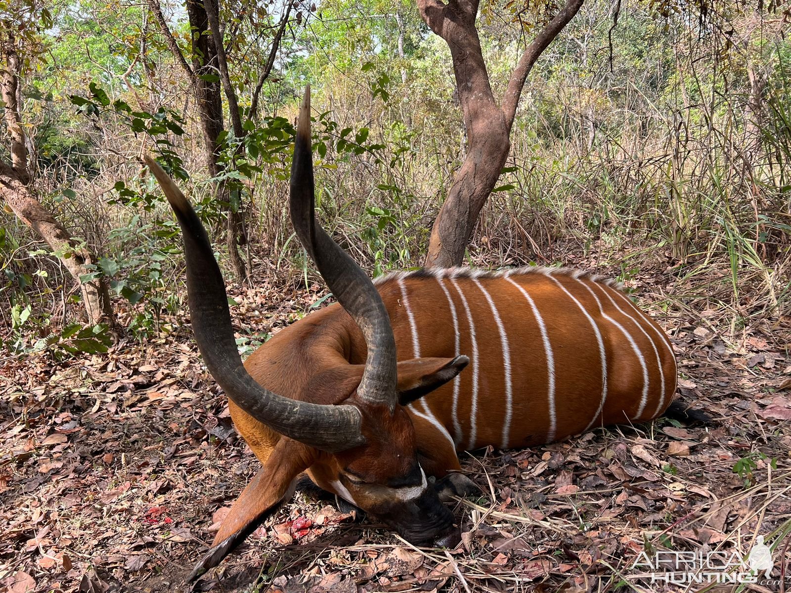 Bongo Hunt Central African Republic C.A.R.