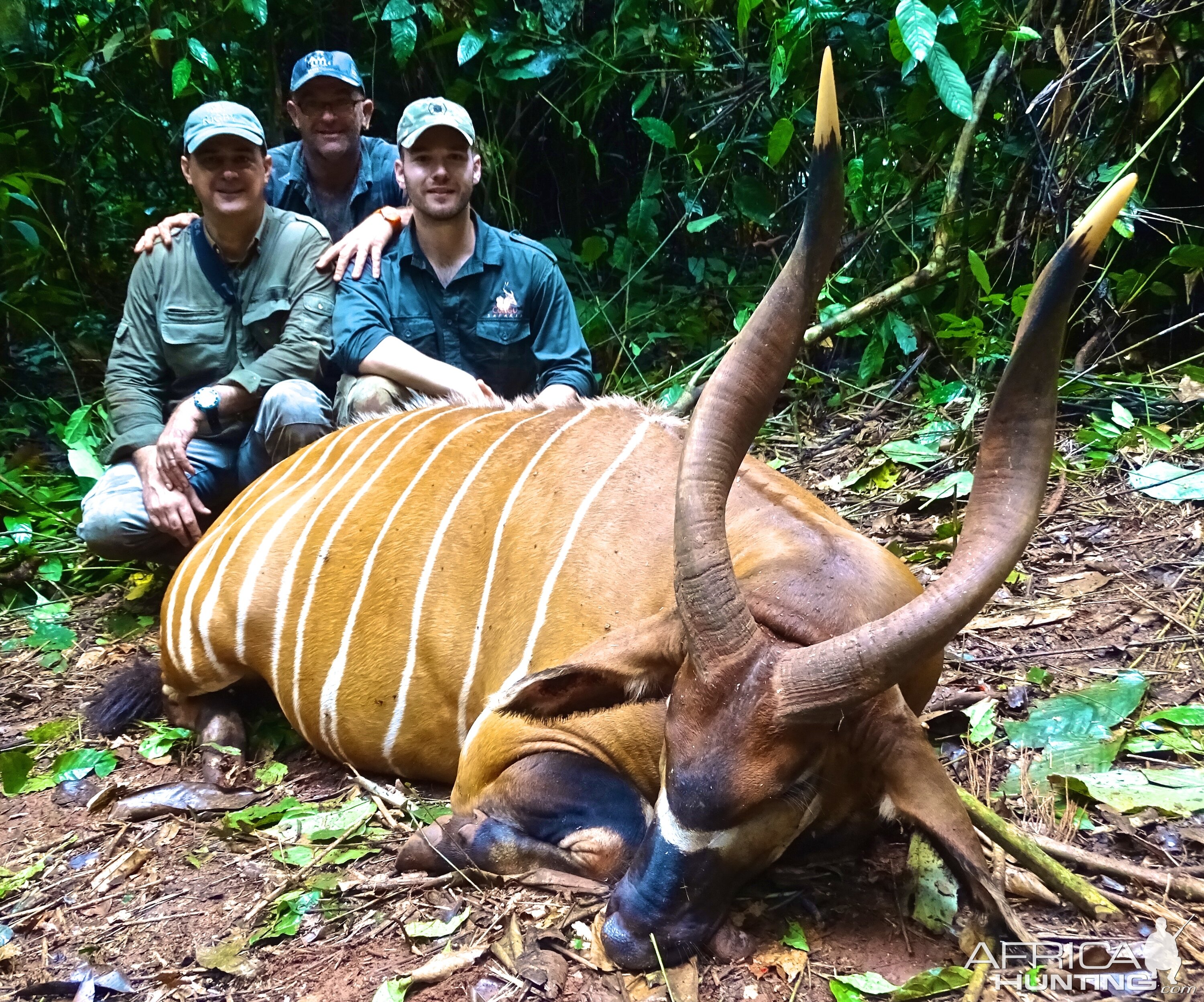 Bongo Hunt Congo