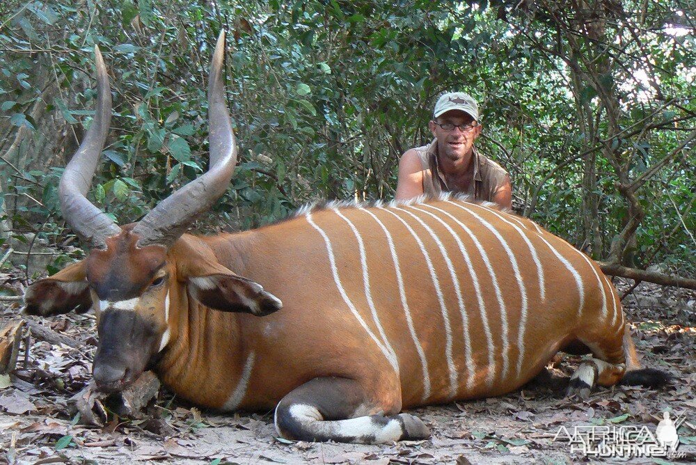 Bongo Hunt in C.A.R.