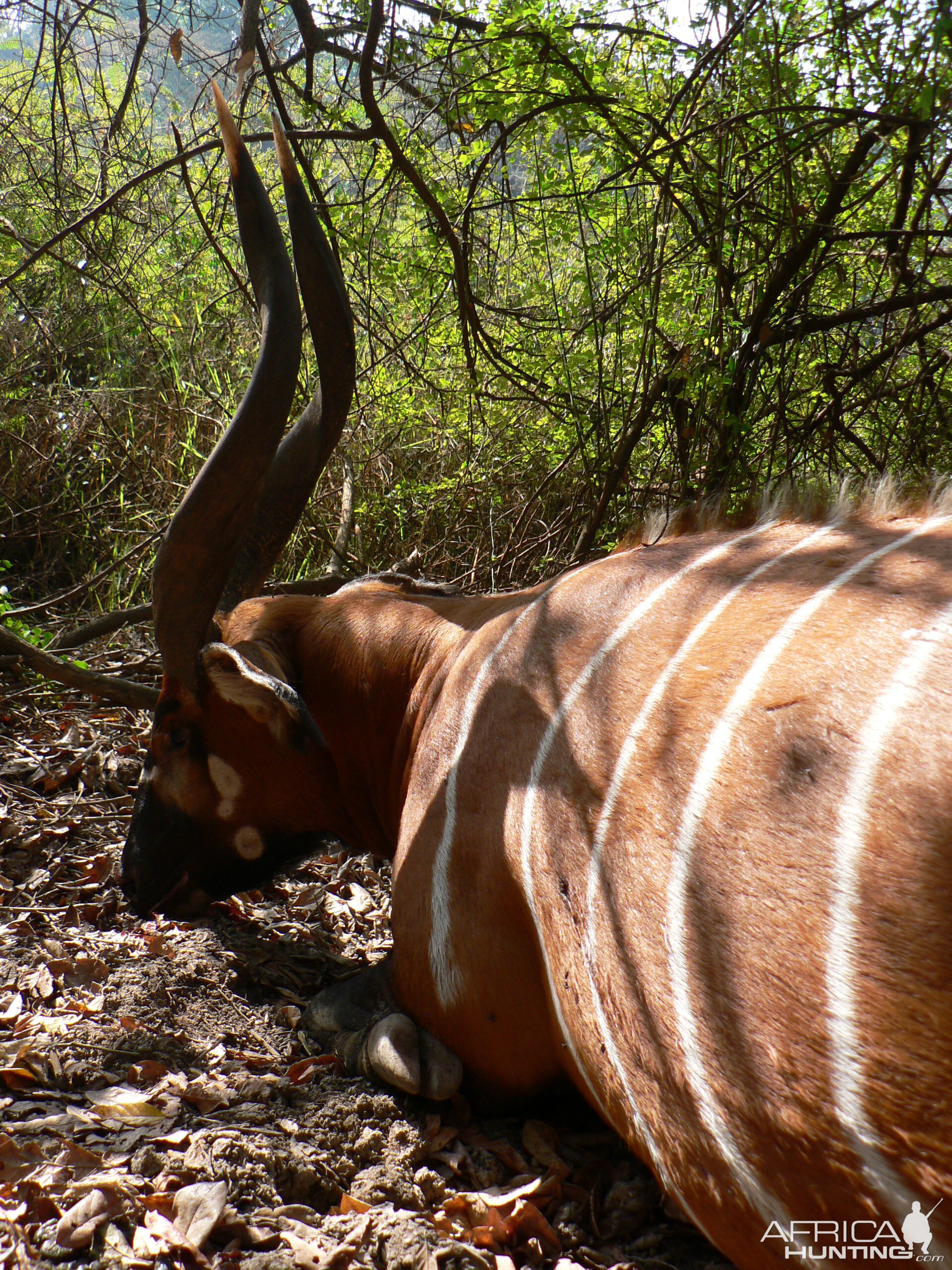 Bongo hunt in Central African Republic