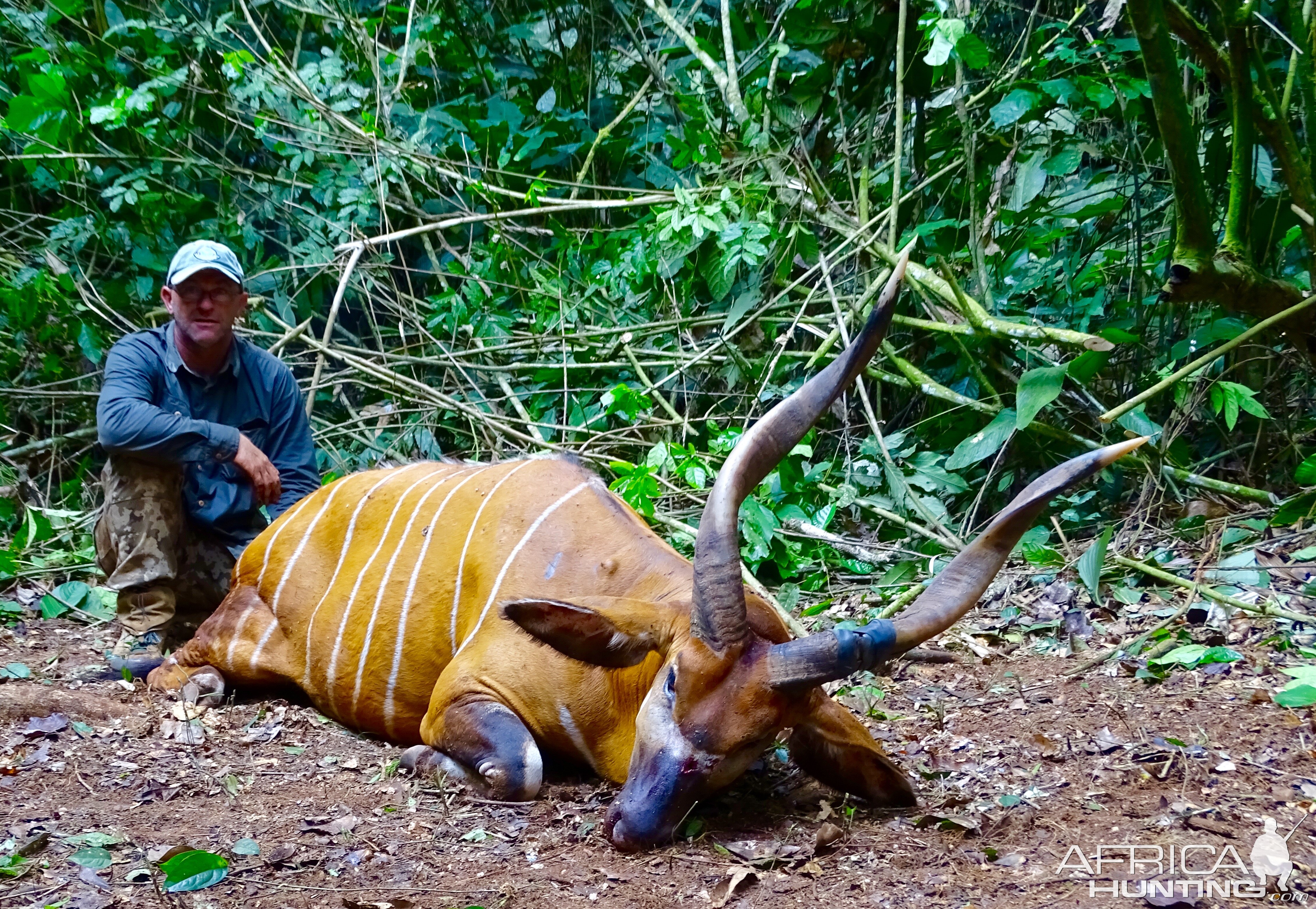 Bongo hunt in Congo