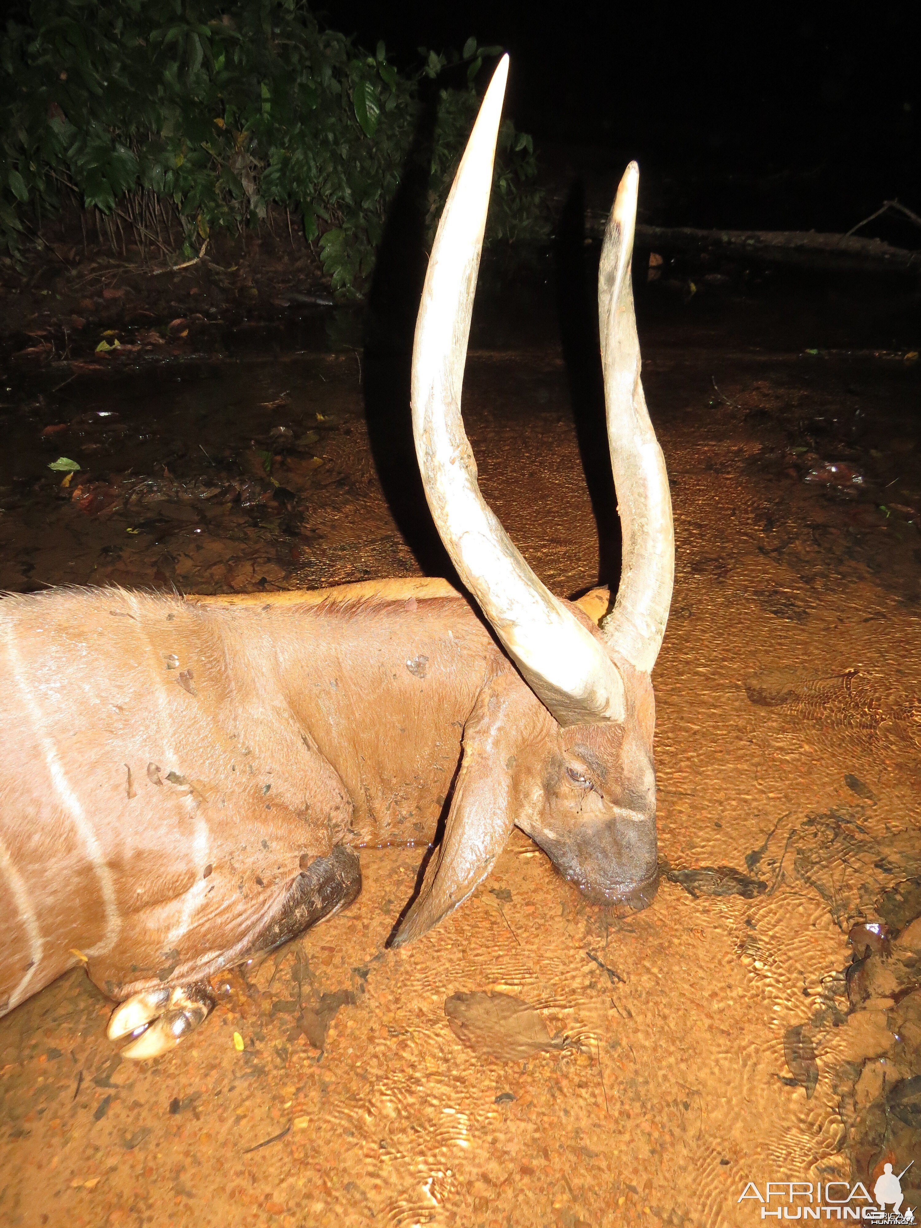 Bongo hunt with CAWA in CAR