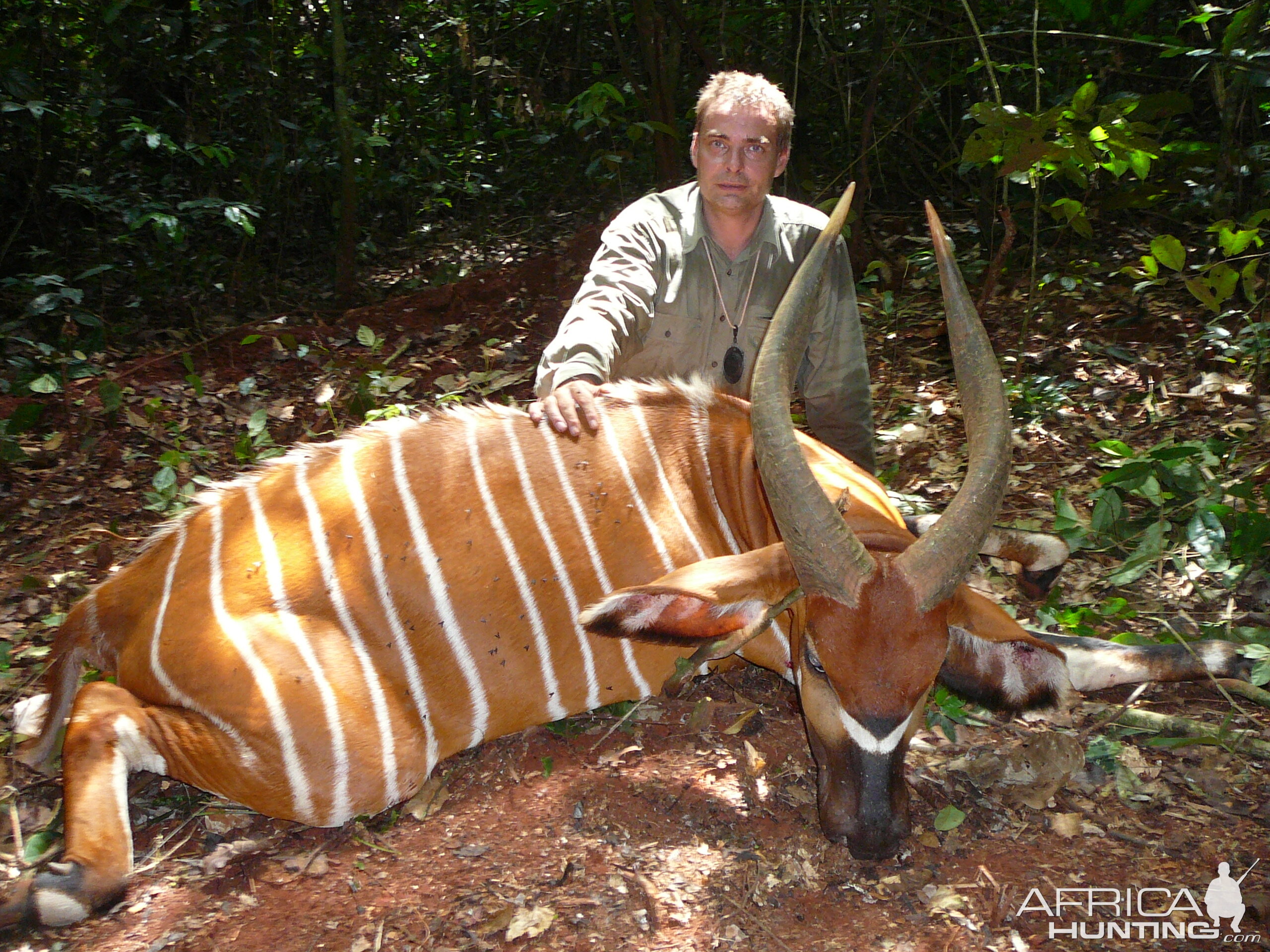 Bongo hunted in Cameroon with Club Faune